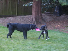 Ace and Siegy playing