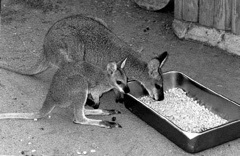 kangaroo and joey